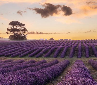 CCT Lavender  Farm &  Cafe