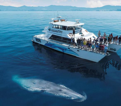 Auckland Whale & Dolphin Safari