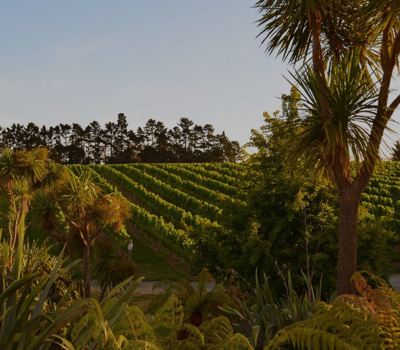 Coopers Creek Vineyard