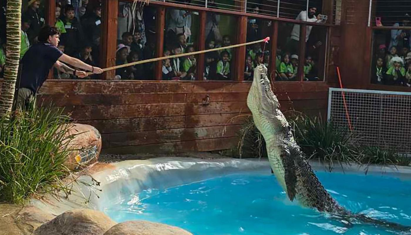 See our giant Saltwater Crocs