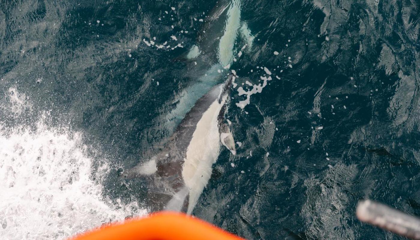 Dolphins joining on the journey to Aotea