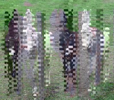 Donkeys at Highfield 