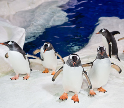 SEA LIFE  Kelly  Tarlton's