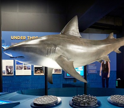 Sharks Exhibition