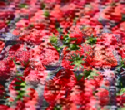 Berry Picking in Auckland