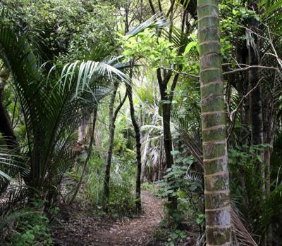 Beautiful Nature Tours Auckland